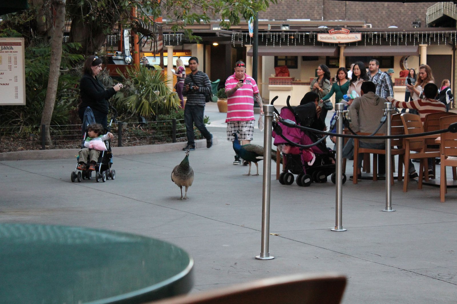 San Diego Zoo Part II 215